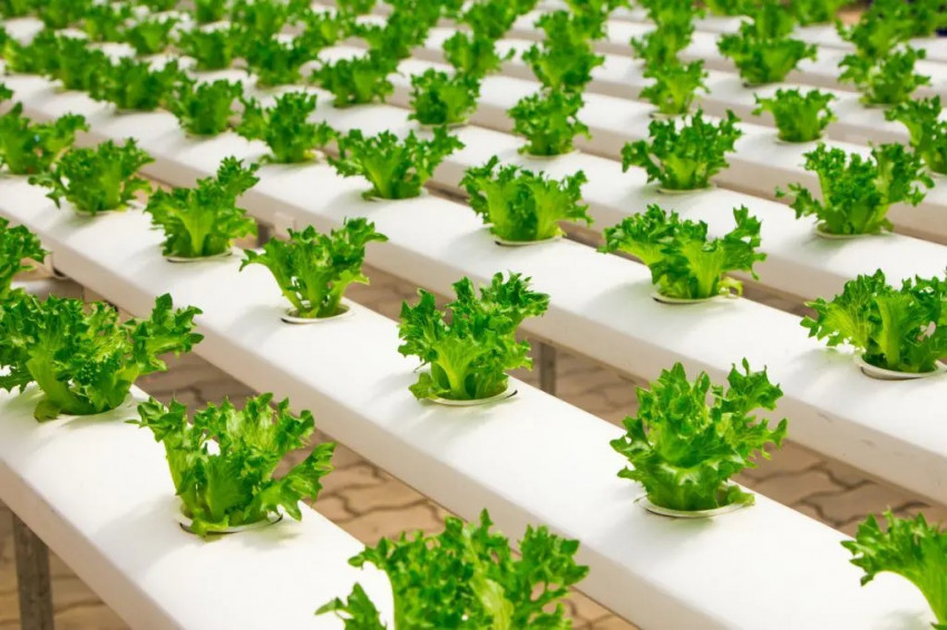 Build Your Indoor Hydroponic Gardening – The Basic Understanding