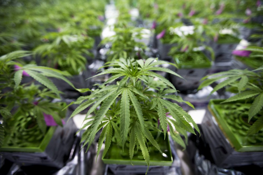 How to register and get a medical marijuana card by the state?