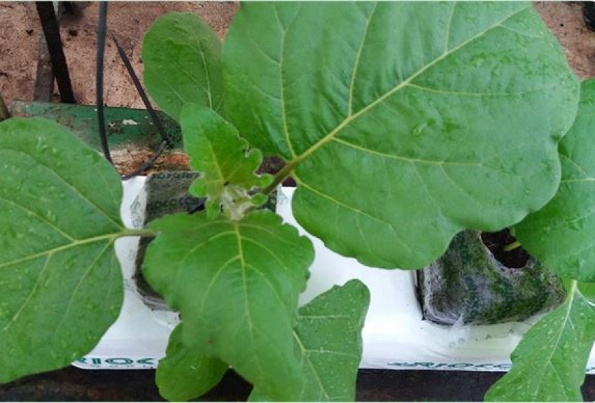 Use hand-made, durable, 100% organic, and recyclable coco grow bags