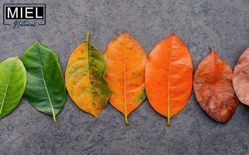 Miel Natural | Why You Have Skin Problems When the Weather Changes