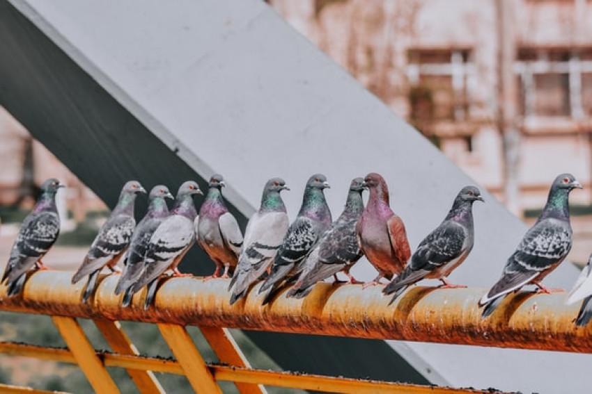 Pigeon Pest Control Is the Solution You Are Looking For
