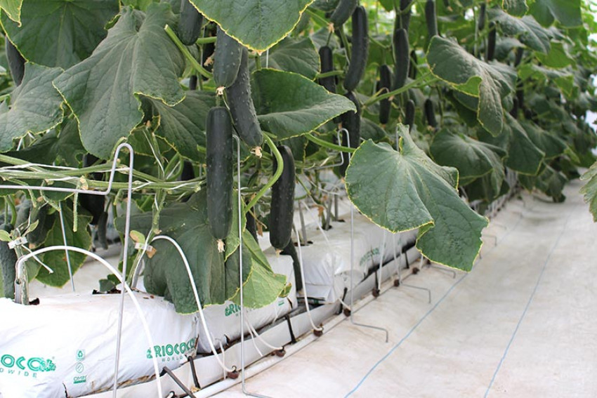 Find the Coco Coir Grow Bags from RIOCOCO as an organic germ-exterminator