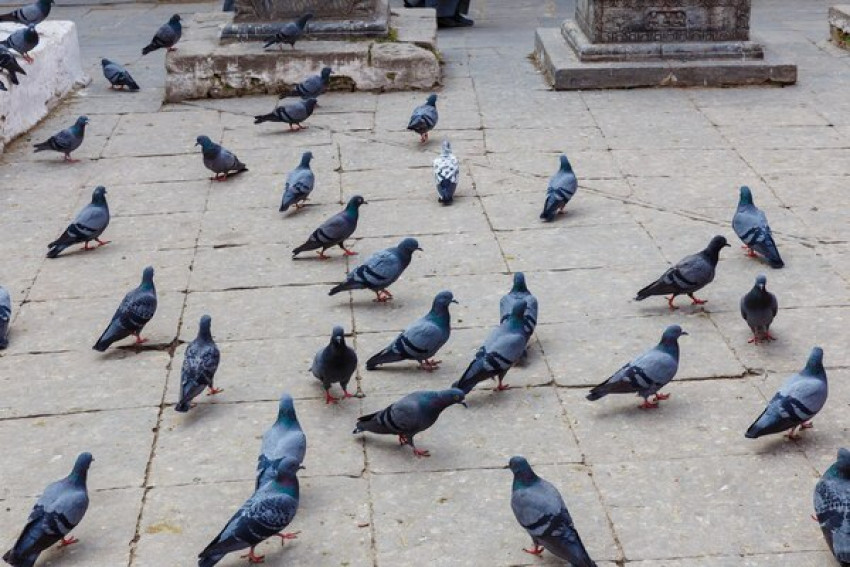 What Are the Best Pigeon Proofing Solutions Recommended by Experts?