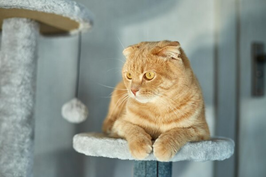 Ziwi Peak Cat Food for the Feline Companion