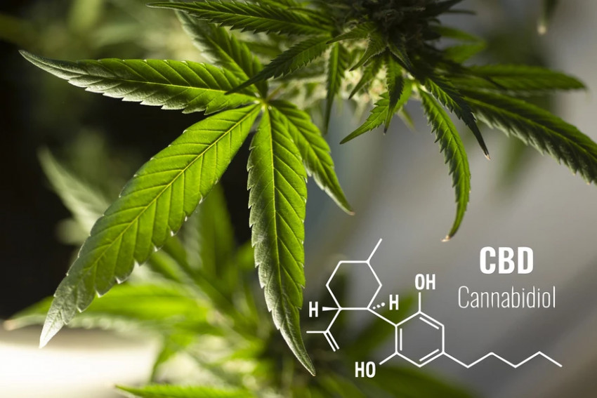 Should students Take CBD (cannabidiol) Products?