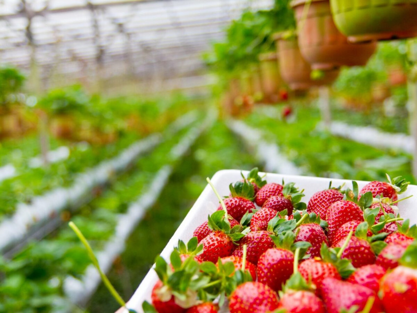 Top 4 reasons for growing strawberries in coco coir- RIOCOCO