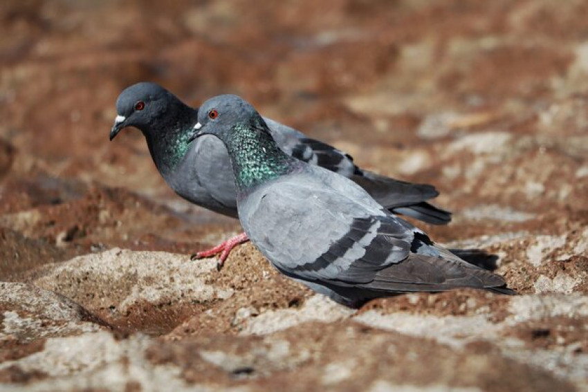 What Is the Best Pigeon Deterrent?
