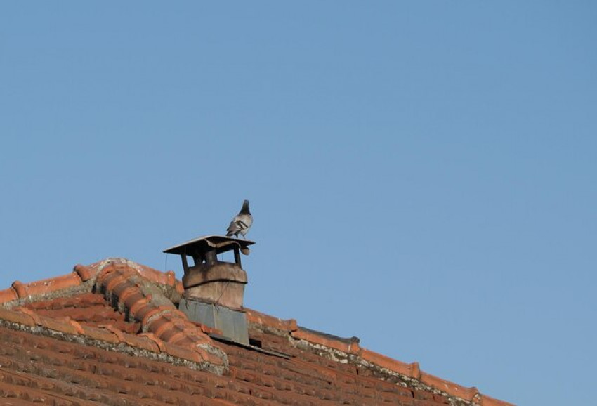 The Best Bird Repellent Solutions Available on the Market