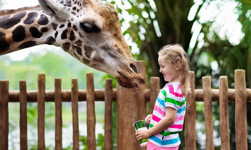 Desert Safaris and Tours in Dubai - Book the Best Dubai Desert Tours