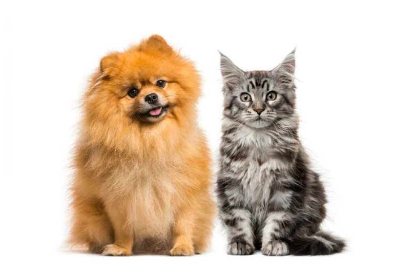 Savings Provided by an Online Pet Store