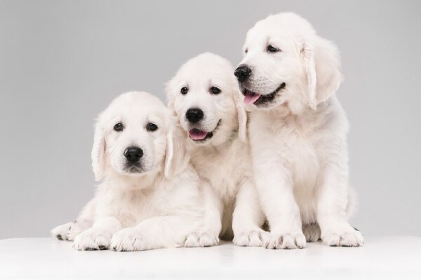 What Is a Puppy Pen and How You Can Use It