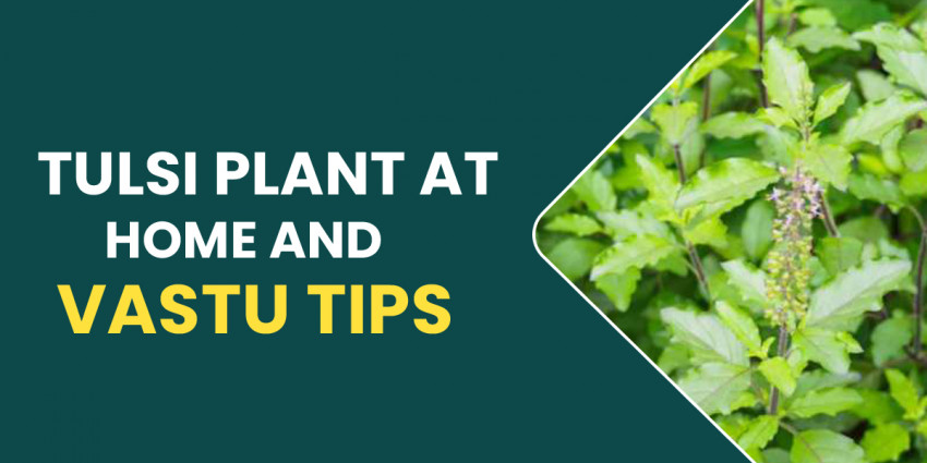 Tulsi Plant At Home And Vastu Tips