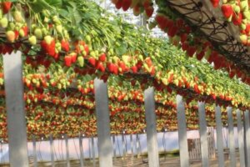 Why is growing strawberries in coco coir beneficial?