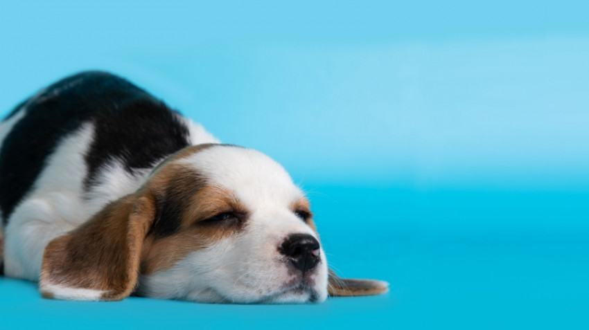 Introducing a Puppy Pen to Your Playful Companion