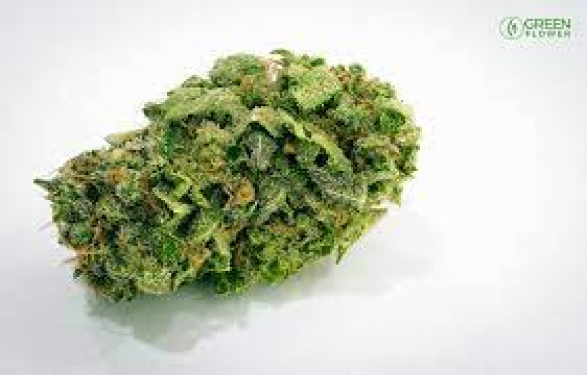 Buy jack herer cannabis strain