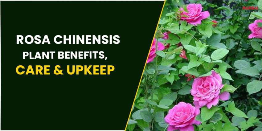 Rosa Chinensis: Plant Benefits, Care and Upkeep