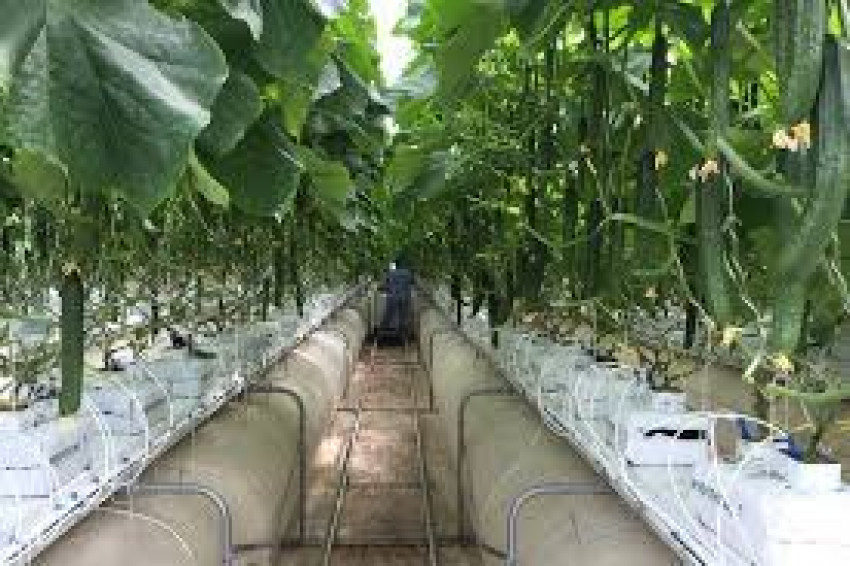 Coco Grow Bags- Know The Benefits Of Using It