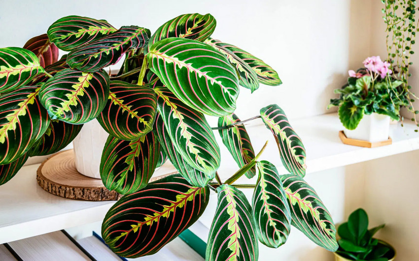 Maranta Leuconeura - A Unique Flower You've Probably Never Seen Before