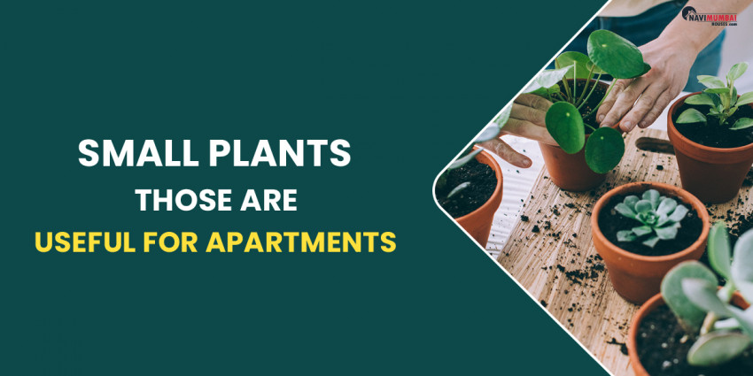 Small Plants Those Are Useful For Apartments