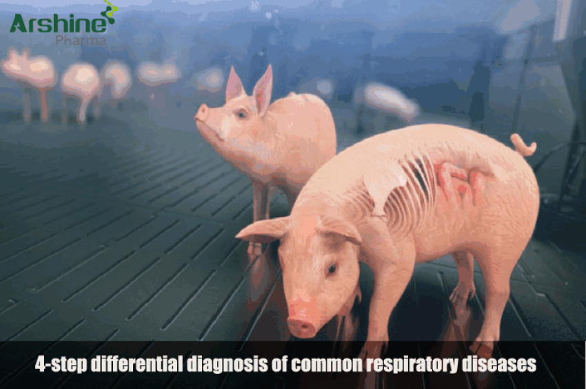 4-step differential diagnosis of common respiratory diseases