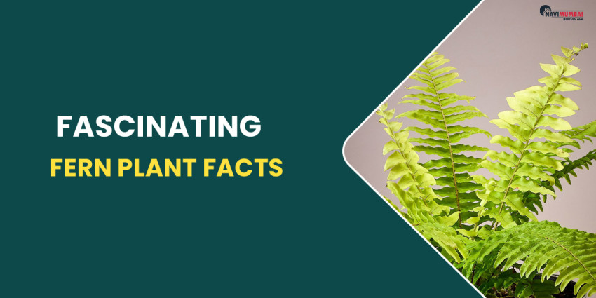 Fascinating facts about Fern Plant
