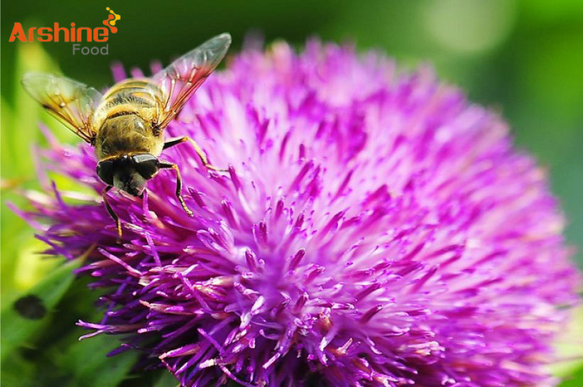 DETAILED EXPLANATION OF THE FIVE MAJOR FUNCTIONS OF MILK THISTLE EXTRACT