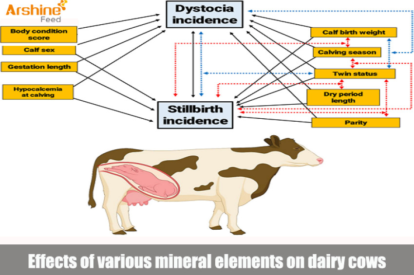 Effects of various mineral elements on dairy cows