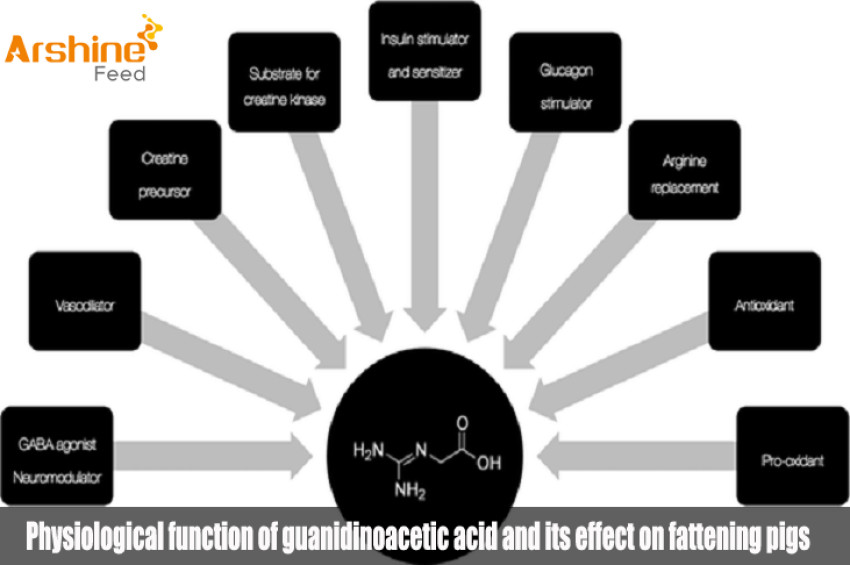 Physiological function of guanidinoacetic acid and its effect on fattening pigs