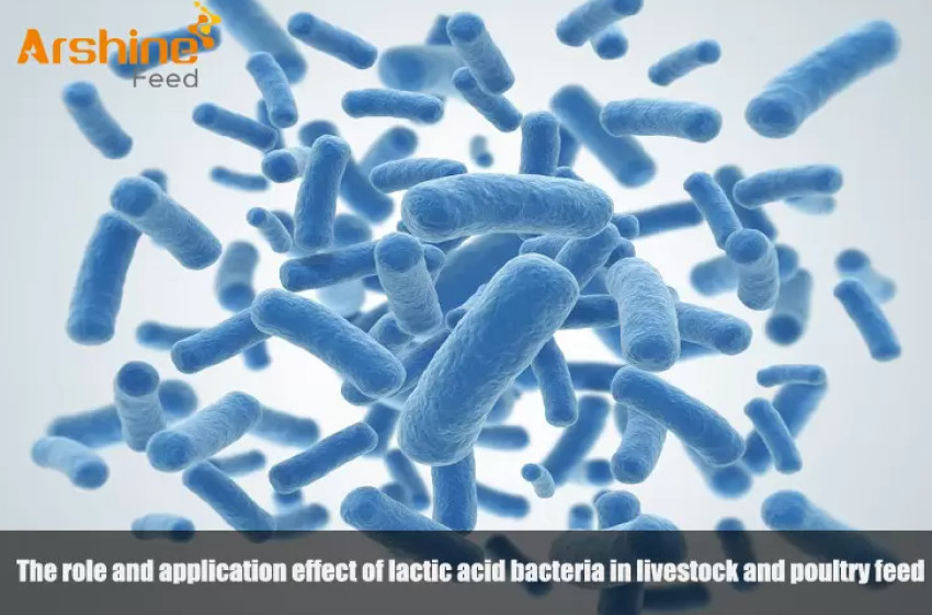 The role and application effect of lactic acid bacteria in livestock and poultry feed