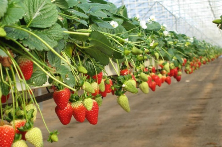 Give Your Strawberry Cultivation A Perfect Boost with Growing Bags for Strawberries