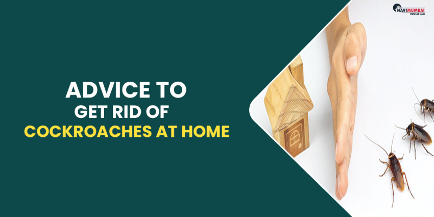 Advice To Get Rid Of Cockroaches At Home With Natural Remedies & Prevention