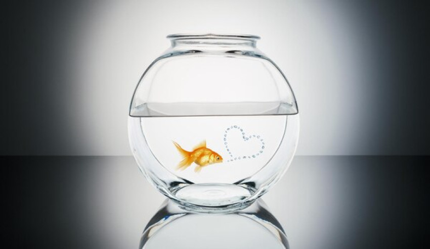 What Supplies Should a Pet Shop Near Me Have for a Pet Fish?