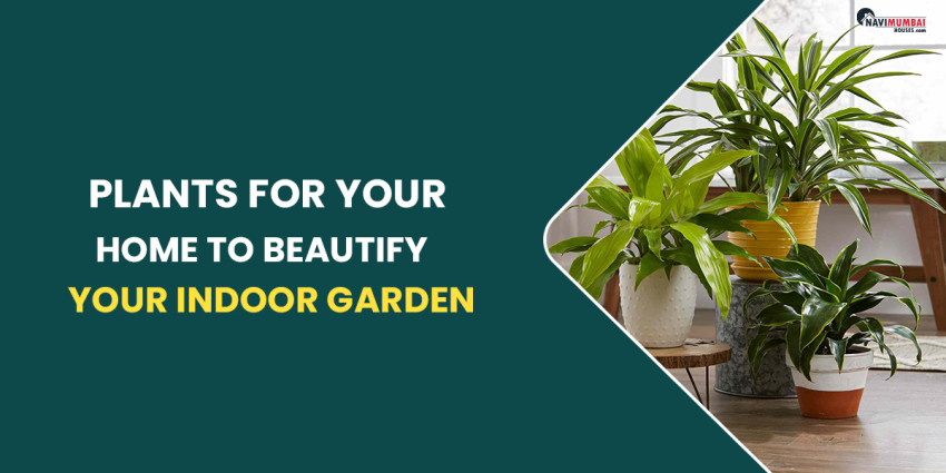 Plants For Your House To Make Your Indoor Garden More Beautiful