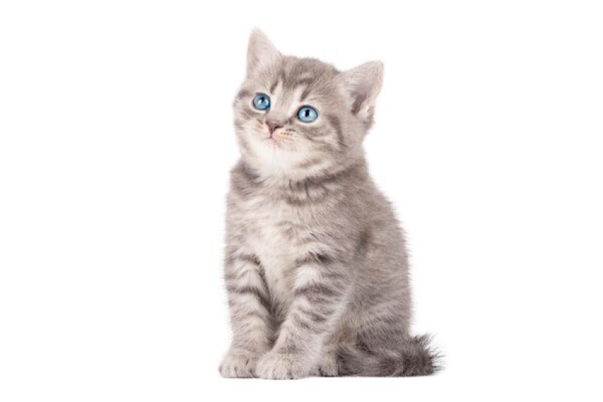 Cat Scratcher: A Must-Have Tool for Any Cat Owner