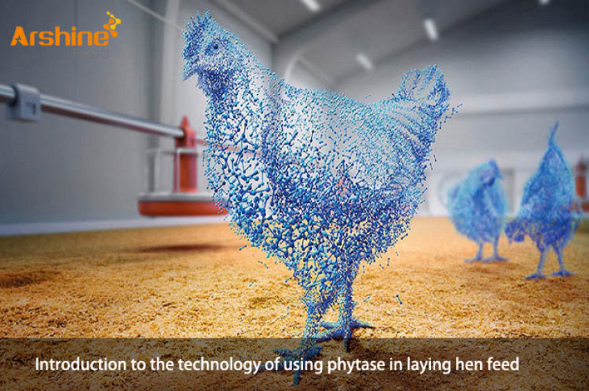 Introduction to the technology of using phytase in laying hen feed