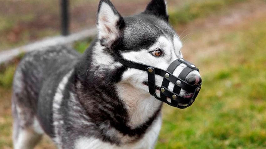Training Your Dog to Wear a Muzzle