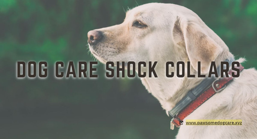 Dog Care Collar Instructions- Compleat Overview