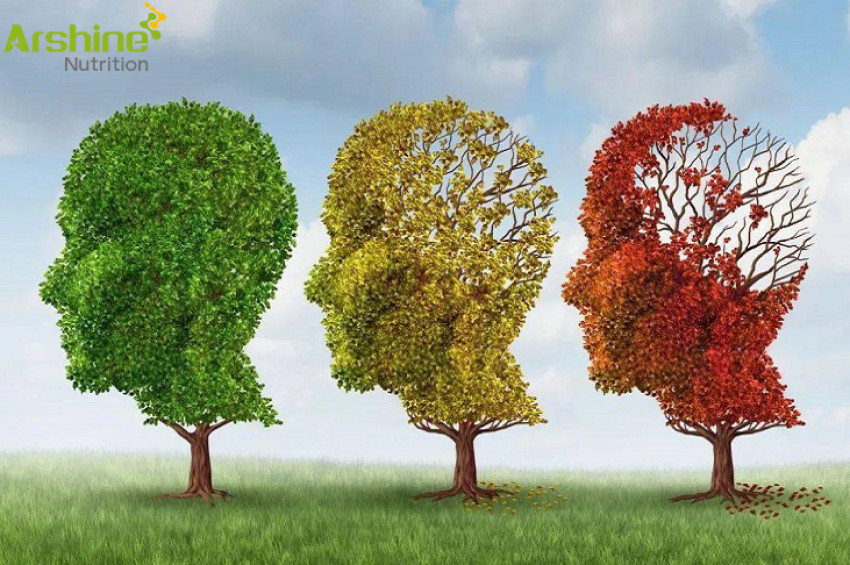 About the Actions and Effects of Huperzine-A in Sports Supplements