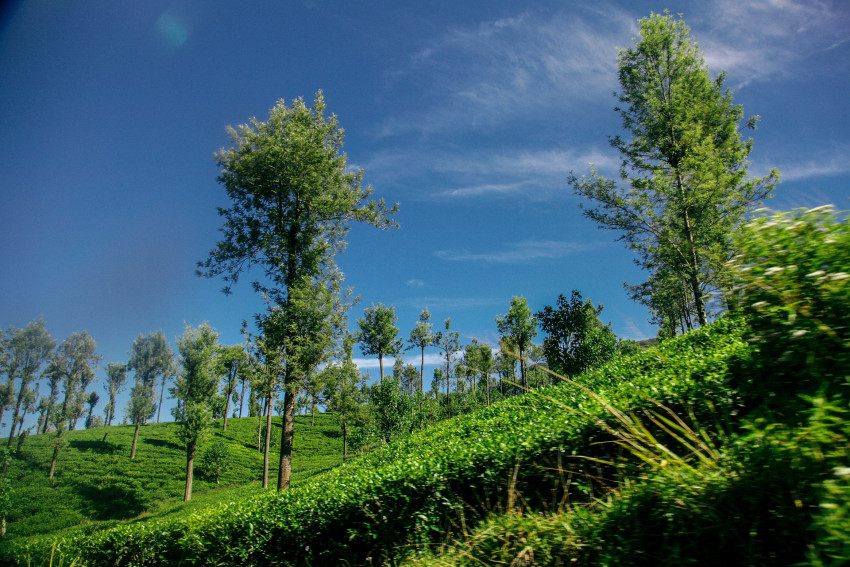 Best real estate locations in Sri Lanka for agriculture land