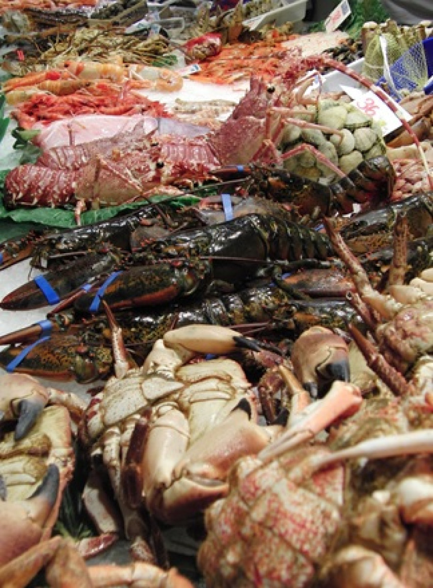 Endangered seafood species of the world