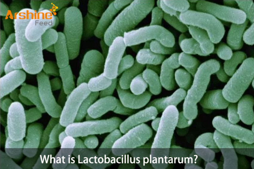 What is Lactobacillus plantarum?