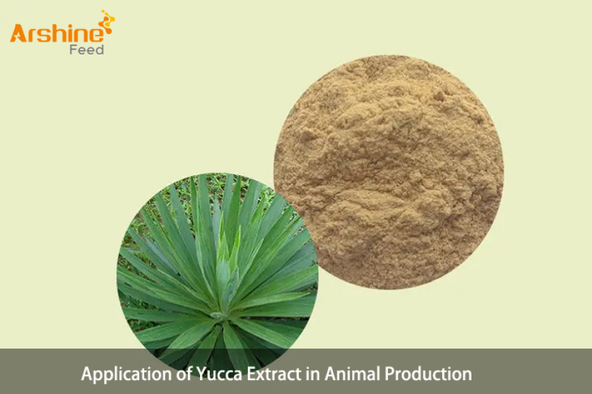 Application of Yucca Extract in Animal Production