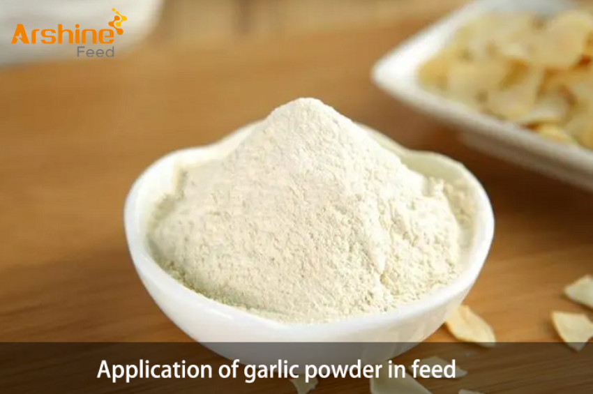 Application of garlic powder in feed