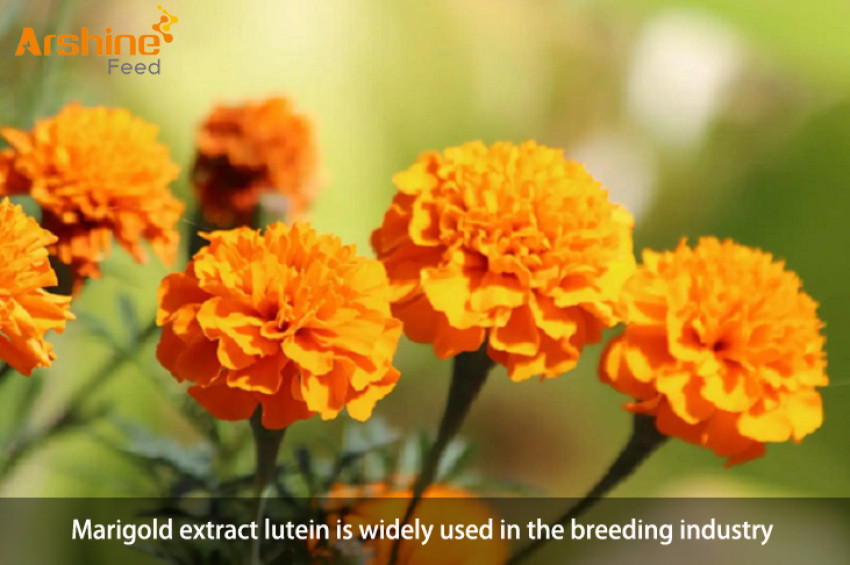 Marigold extract lutein is widely used in the breeding industry