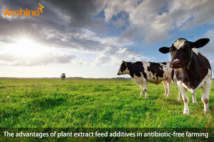 The advantages of plant extract feed additives in antibiotic-free farming