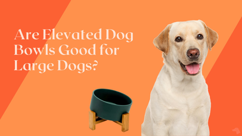 Are Elevated Dog Bowls Good for Large Dogs?