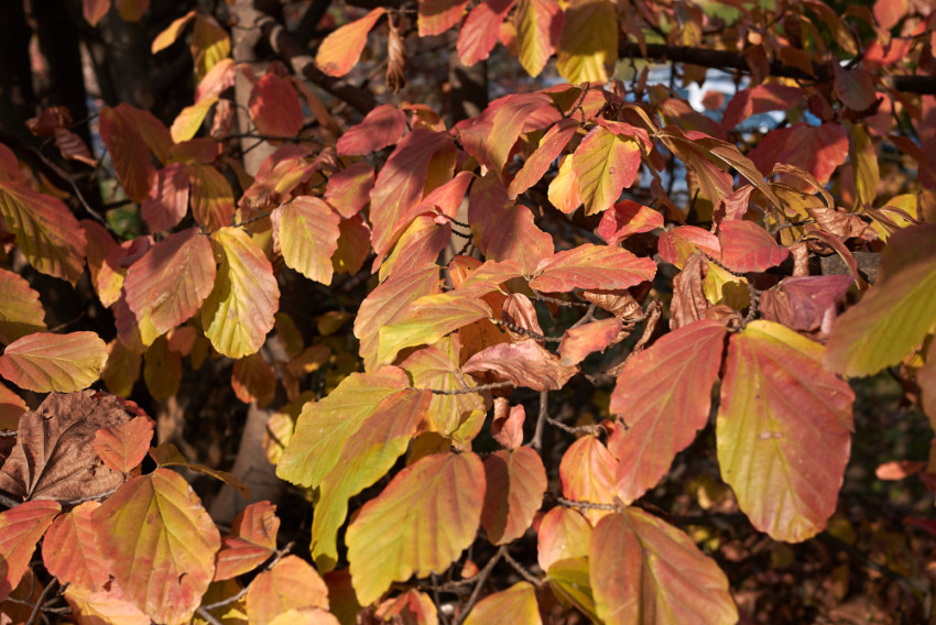 When is the Best Time for Parrotia Persica Pruning?