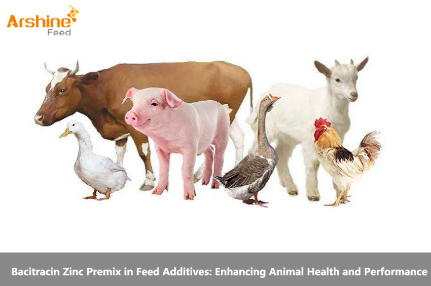 Bacitracin Zinc Premix in Feed Additives: Enhancing Animal Health and Performance