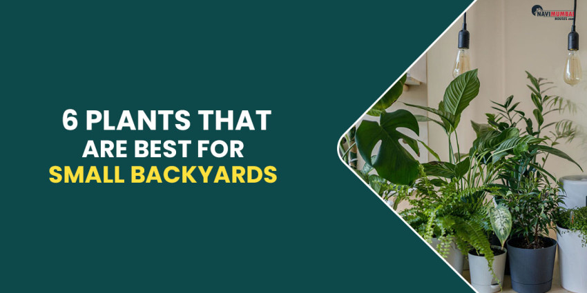6 Plants That Are Best For Small Backyards