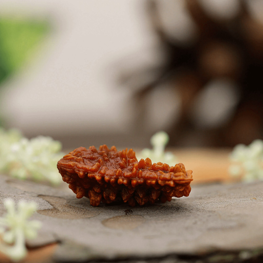 Discover the Mystical Powers of Ek Mukhi Rudraksha: The Divine Seed